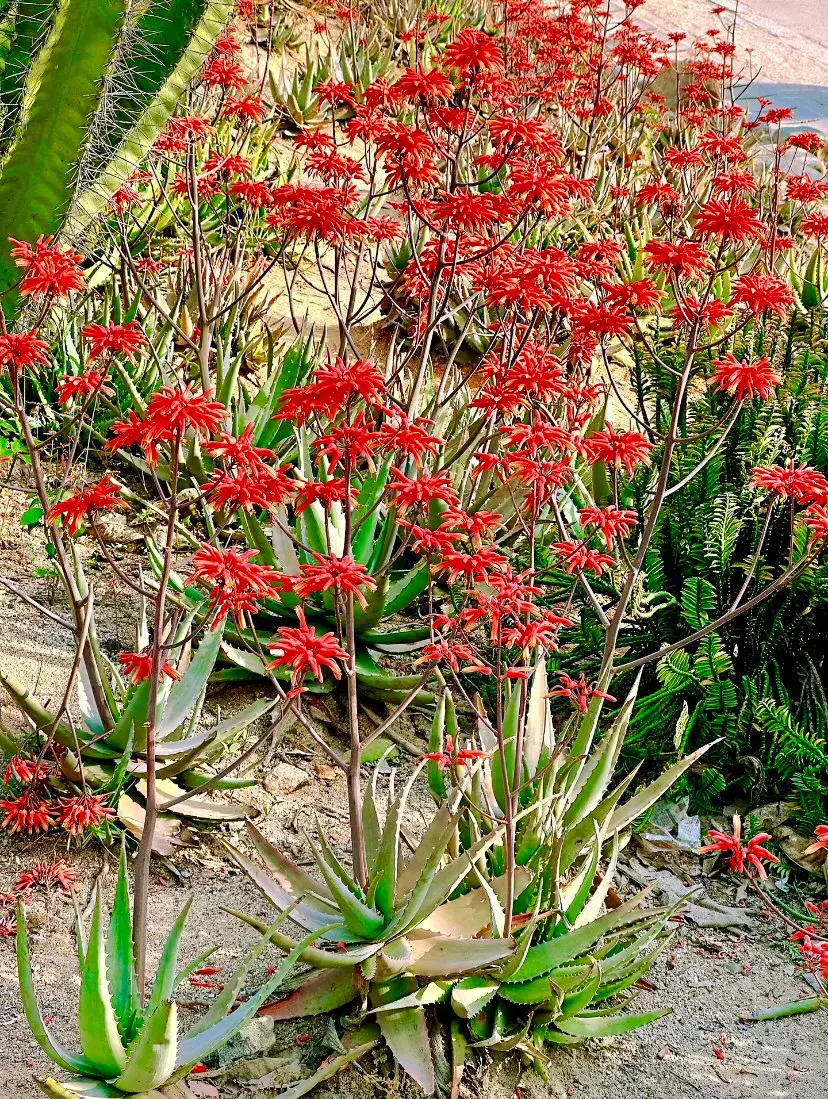 金钱树开花的寓意及象征（11种植物的寓意）