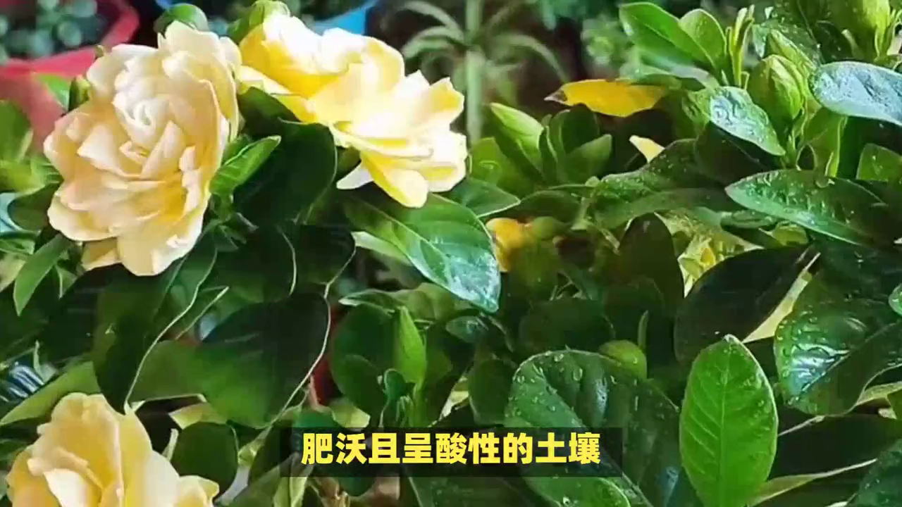 栀子花什么时候开（栀子花种植小技巧）