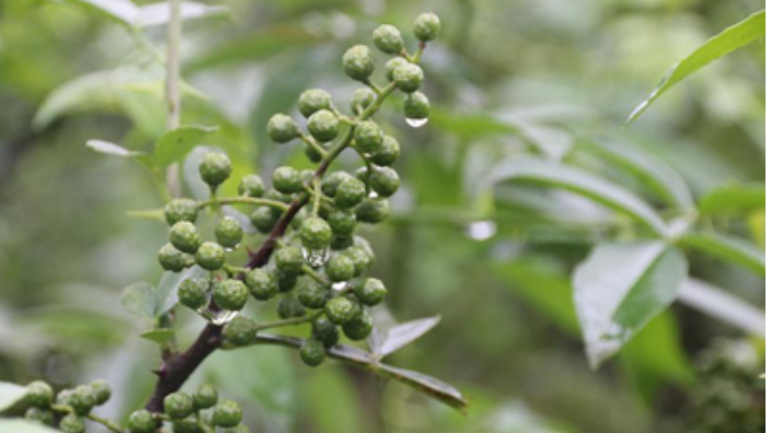 藤椒和花椒什么区别（藤椒和花椒区别有哪些？）