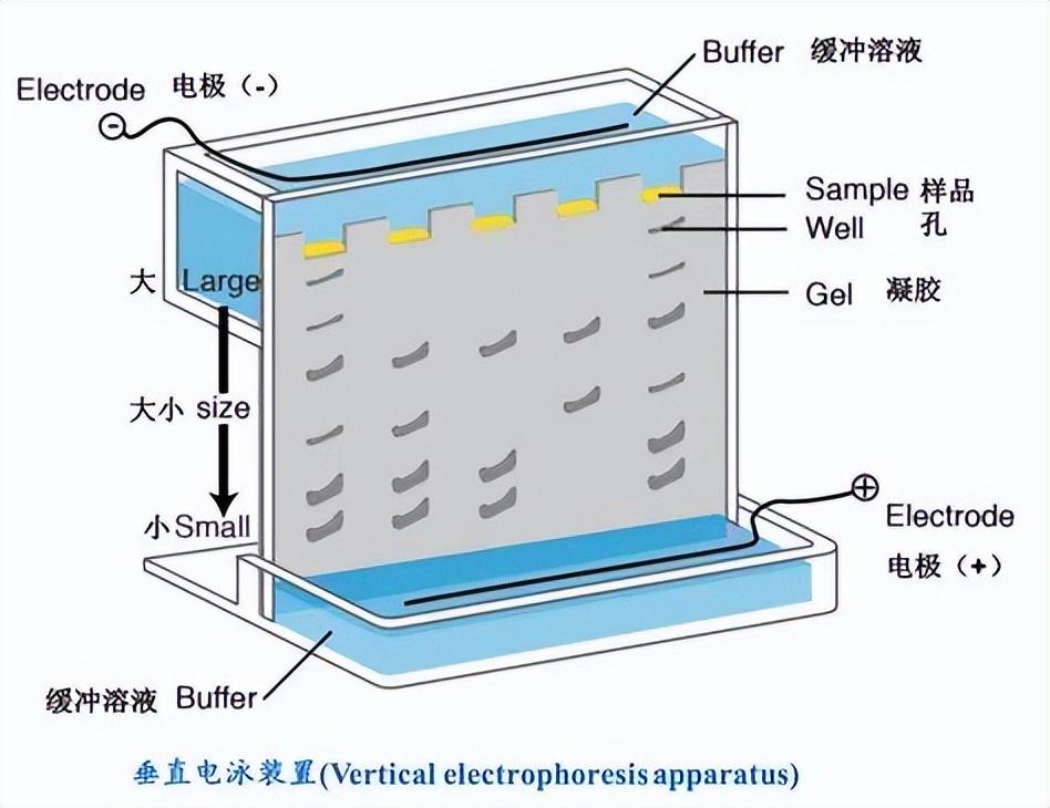 电泳的基本原理