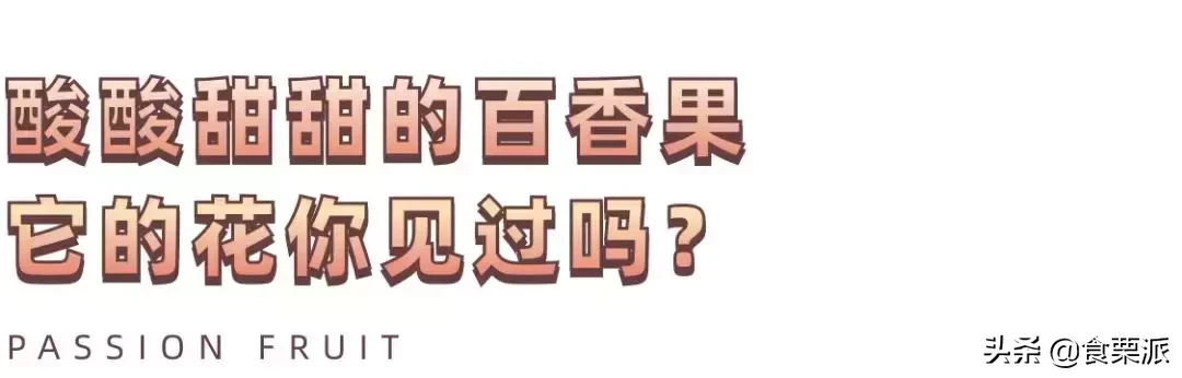 百香果的皮能吃吗 百香果浑身是宝，皮也不放过？