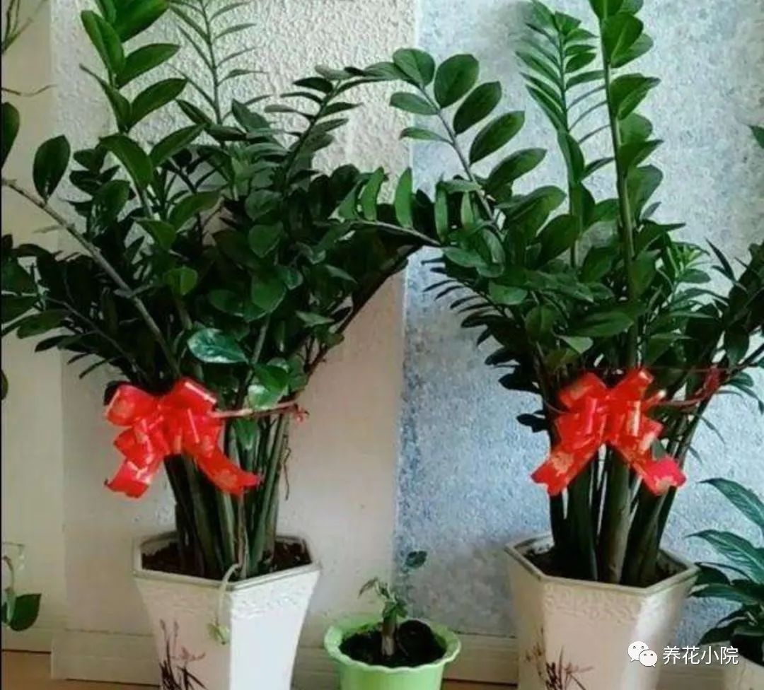 家中养什么植物花卉比较好 ？家中养6种植物，寓意美好，招财又旺宅