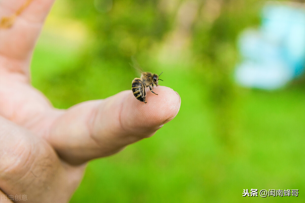 蜜蜂蛰住后多久消肿？哪些反应是过敏，老蜂农教你正确处理